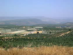 Landwirtschaft in Andalusien